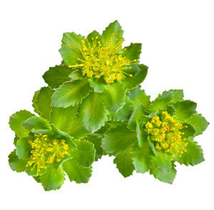RHODIOLA ROSEA