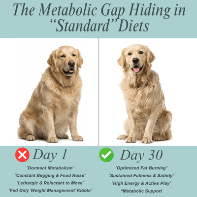 Weight Loss Bites - Matovia